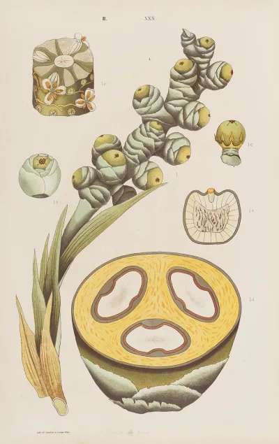 Wielki Atlas Do Zoologii Botaniki I Mineralogii Pl 102