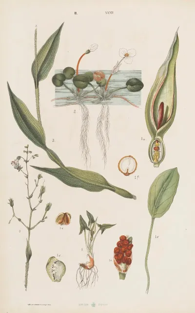 Wielki Atlas Do Zoologii Botaniki I Mineralogii Pl 104