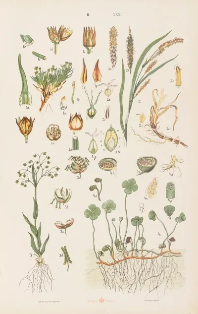 Wielki Atlas Do Zoologii Botaniki I Mineralogii Pl 105