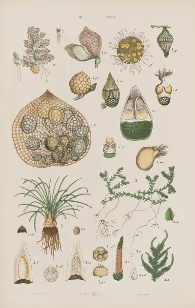 Wielki Atlas Do Zoologii Botaniki I Mineralogii Pl 106