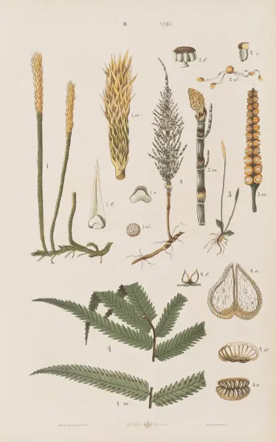 Wielki Atlas Do Zoologii Botaniki I Mineralogii Pl 107