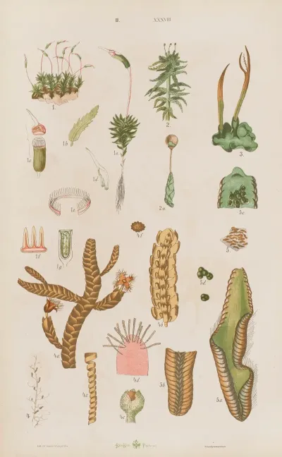 Wielki Atlas Do Zoologii Botaniki I Mineralogii Pl 110
