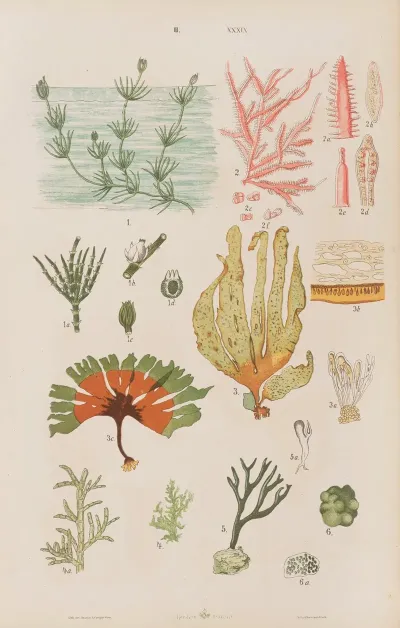 Wielki Atlas Do Zoologii Botaniki I Mineralogii Pl 111