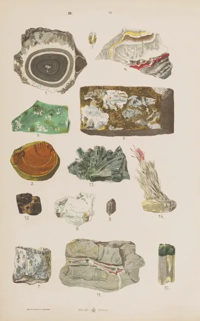 Wielki Atlas Do Zoologii Botaniki I Mineralogii Pl 118
