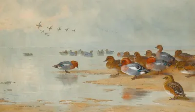 Wigeon And Teal By The Waters Edge