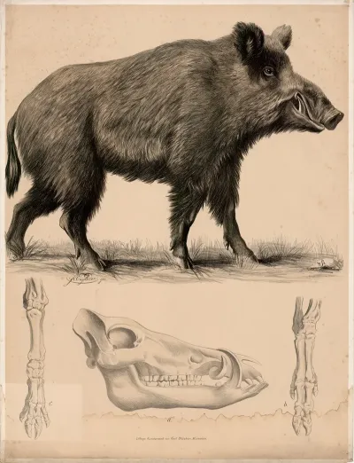 Wil Schwein Sus Scrofa A Schadel B Vorderes Fussskelett C Hinteres Fussskelett