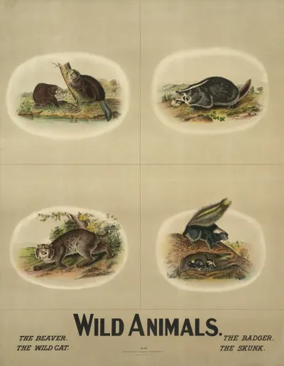 Wild Animals
