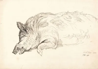 Wild Boar 2