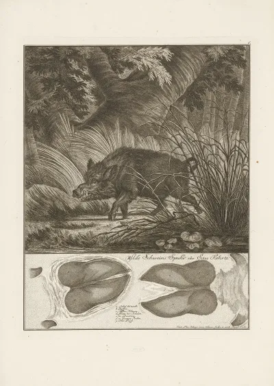 Wild Boar 5