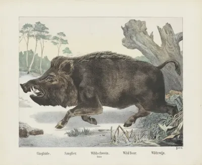 Wild Boar 6