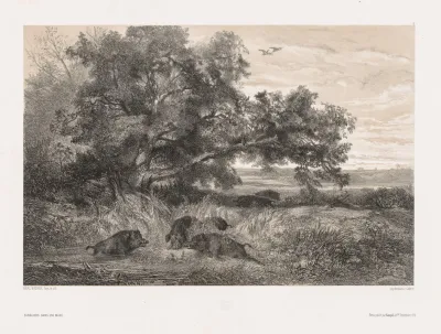 Wild Boar In A Pond