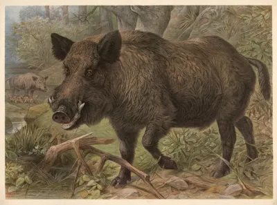 Wild Boar Sus Scrofa