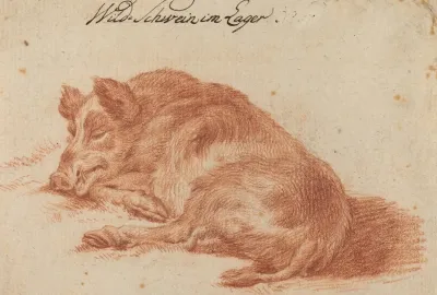 Wild Boar