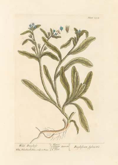 Wild Bugloss