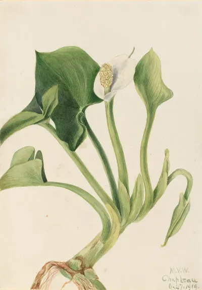 Wild Calla Calla Palustris 2