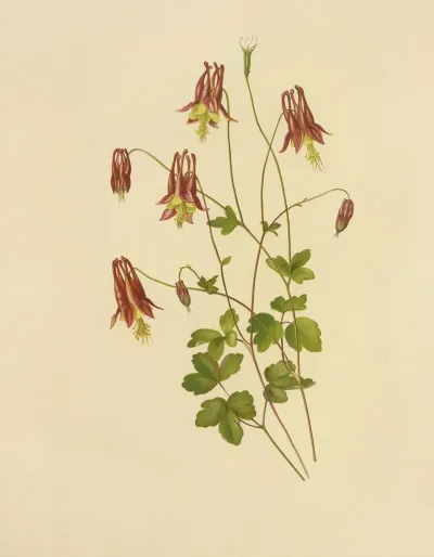Wild Columbine