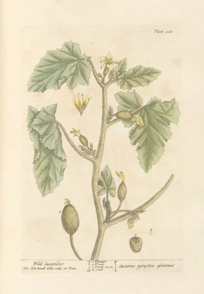 Wild Cucumber