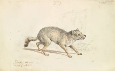 Wild Dog Of Natolla