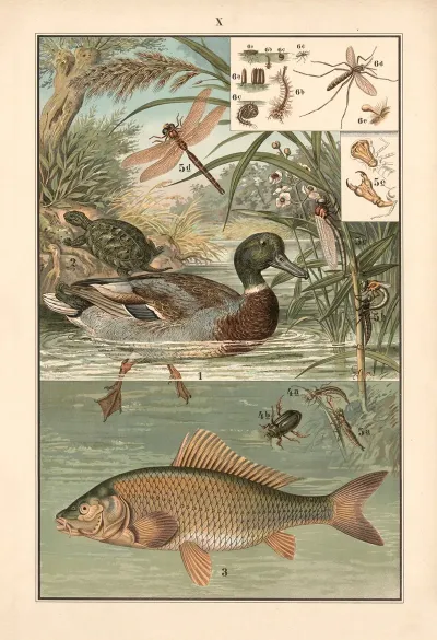Wild Duck Pond Turtle Carp Dragonfly Mosquito