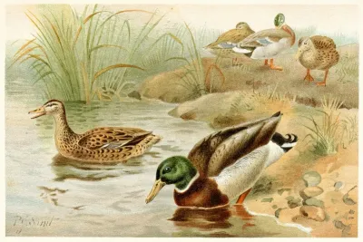 Wild Duck