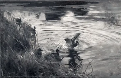 Wild Ducks Among Reeds