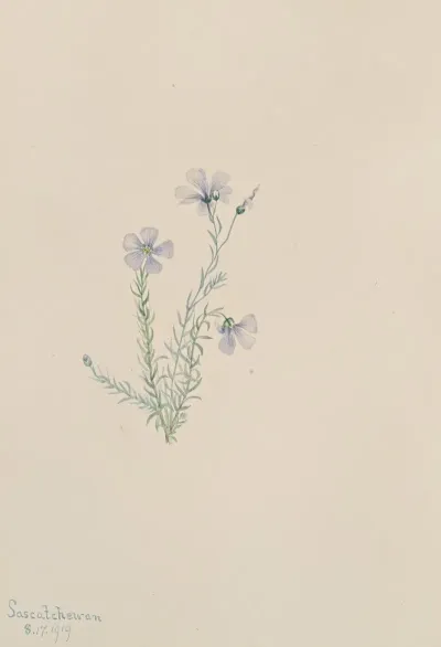Wild Flax Linum Lewisii