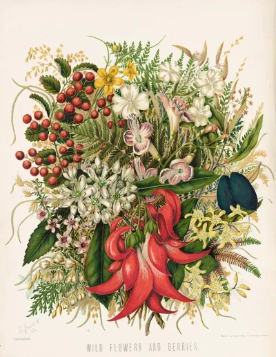 Wild Flowers And Berries Plate 0