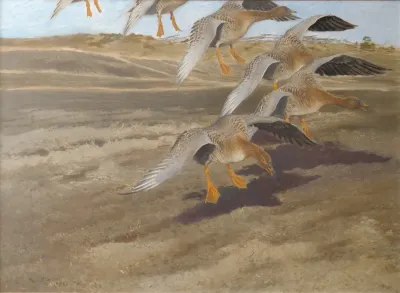 Wild Geese