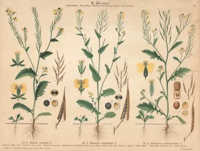 Wild Mustard Field Cabbage Wild Radish Jointed Charlock