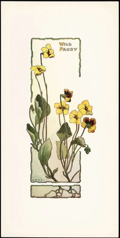 Wild Pansy