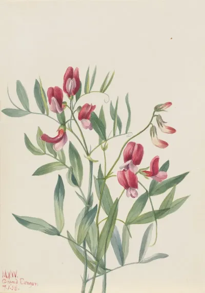 Wild Pea Lathyrus Decaphyllus