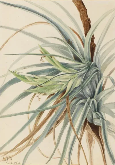 Wild Pineapple Tillandsia Fasciculata