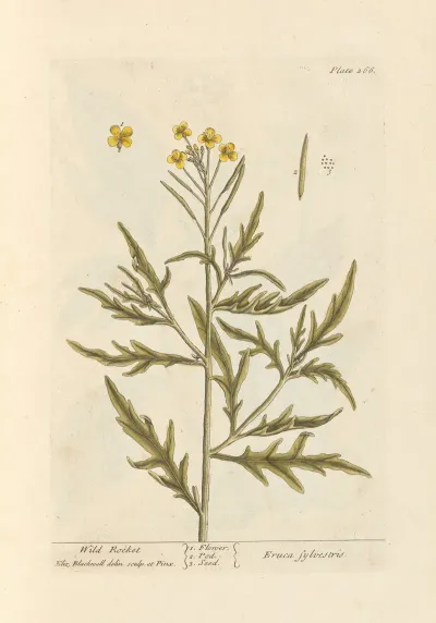 Wild Rocket