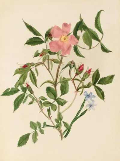 Wild Rose And Blue Eyed Grass Rosa Species And Sisyrinchium Species