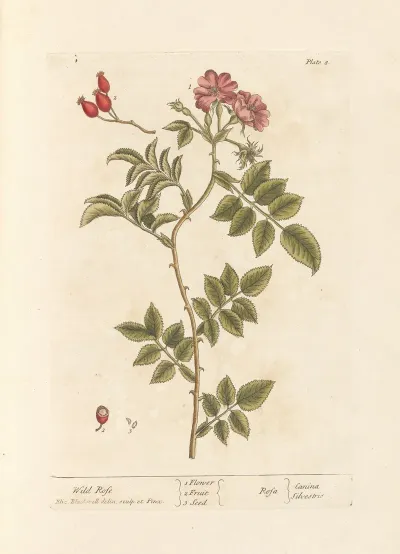 Wild Rose