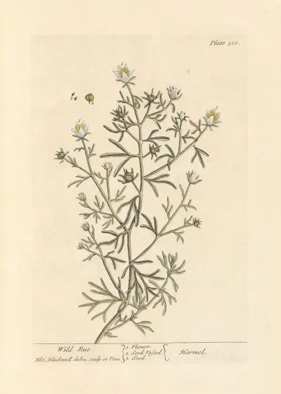 Wild Rue