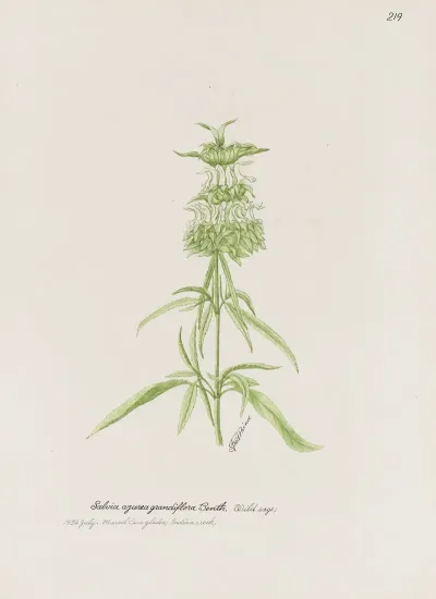 Wild Sage