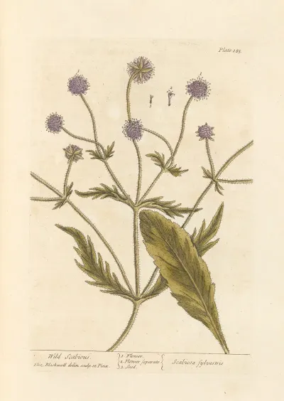 Wild Scabious