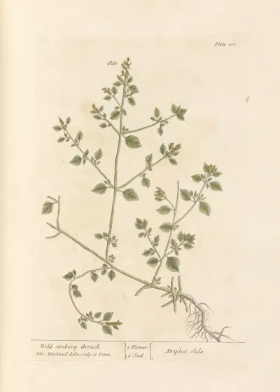 Wild Stinking Arrach