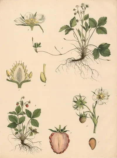 Wild Strawberries