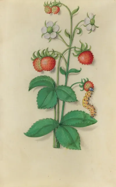 Wild Strawberry Fragaria Vesca With A Caterpillar