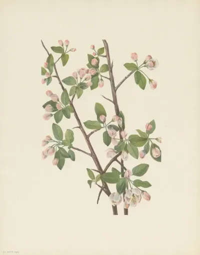 Wild Sweet Crab Malus Coronaria 3