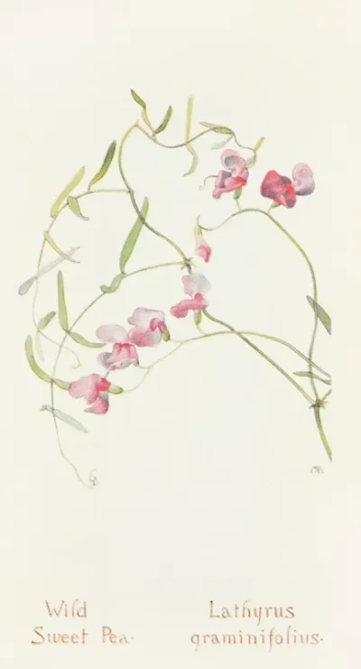 Wild Sweet Pea