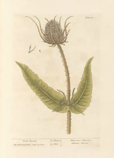 Wild Teasel