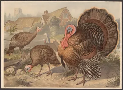 Wild Turkey Meleagris Gallopavo