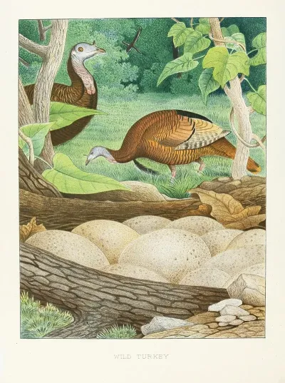 Wild Turkey
