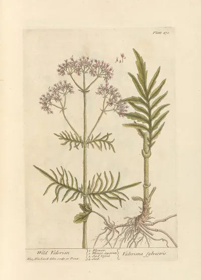 Wild Valerian 2