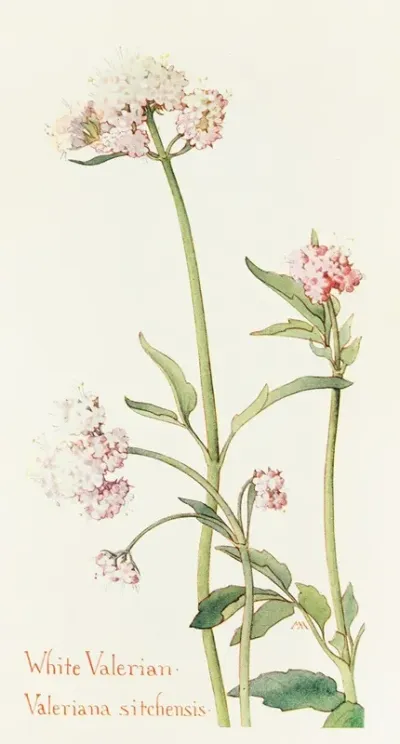 Wild Valerian