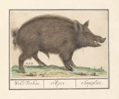 Wild Zwijn Sus Scrofa Wild Verken Aper Sanglier