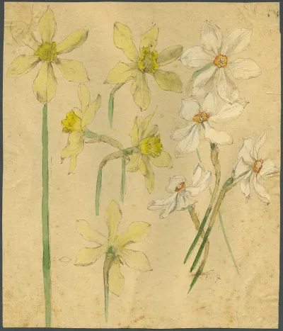 Wilde En Witte Narcissen